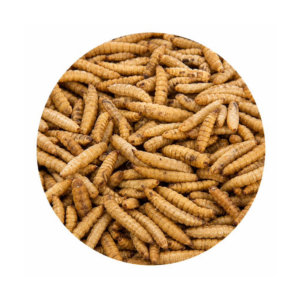 Black Soldier Fly Larvae (BSFL)