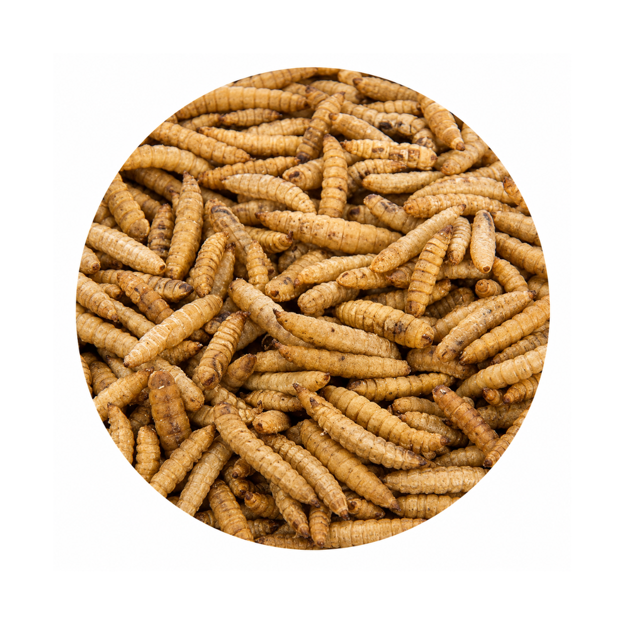 Black Soldier Fly Larvae (BSFL)