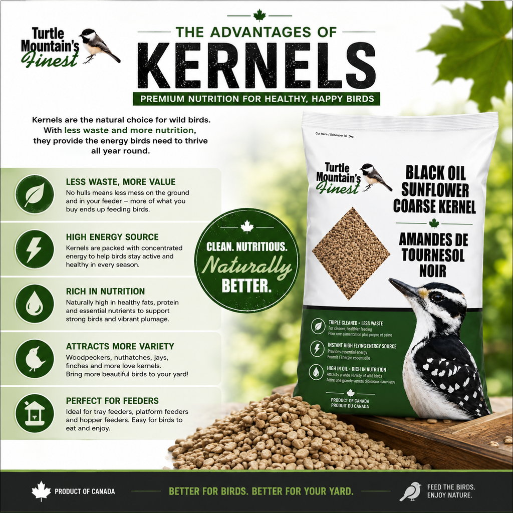Black Oil Sunflower Coarse Kernels