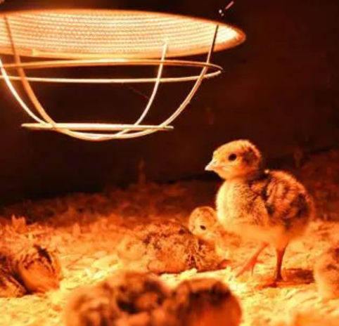 HEAVY DUTY 10.5" BROODER LIGHT